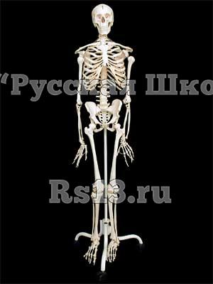 Скелет человека на подставке (170 см.)