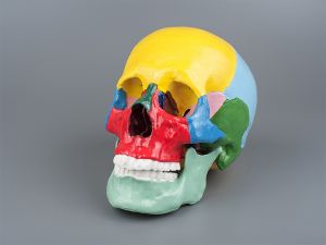 Модель черепа человека в натуральную величину, раскрашенная