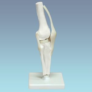 Модель коленного сустава человека CE3334-1