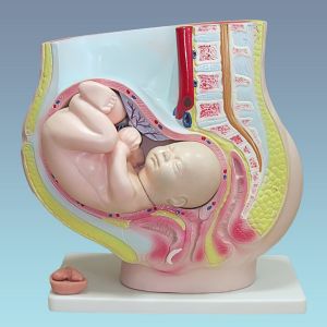 Демонстрационная модель беременной матки человека CE3339-1