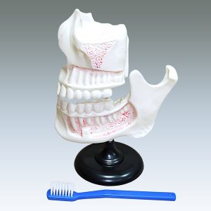 Модель челюстей и зубов человека CE337